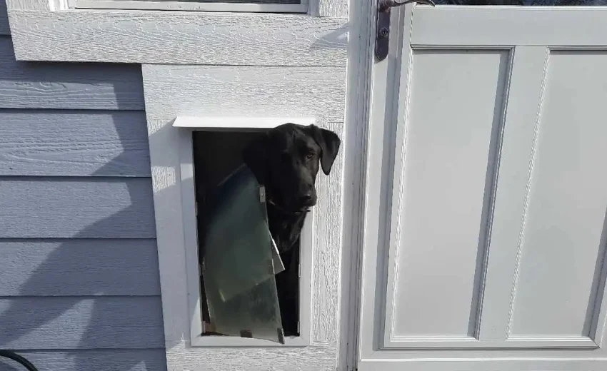 Dog Dog