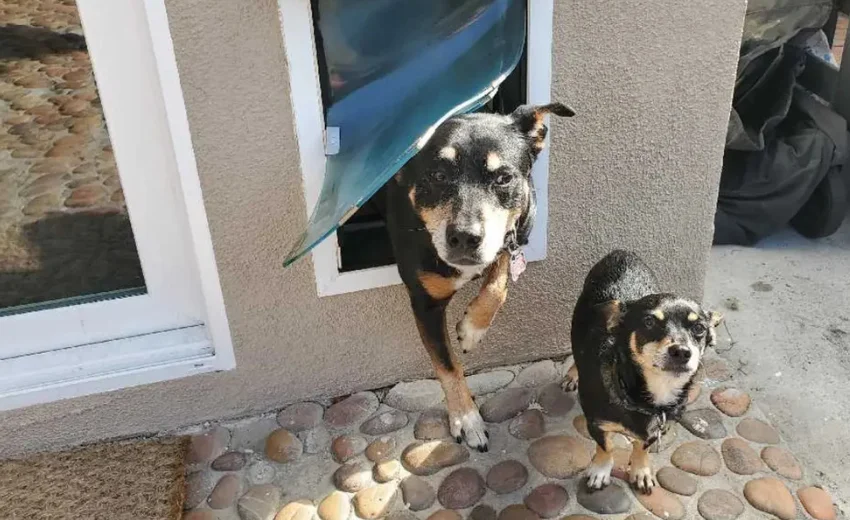 Hale Pet Door Gallery Hale Pet Door Gallery
